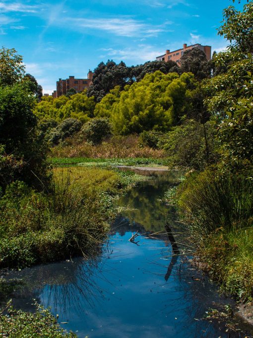 foto de un humedal en Bogotá