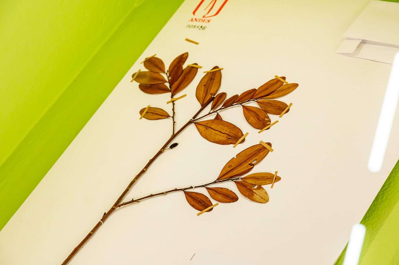 Coca i Nada Más - Exposición