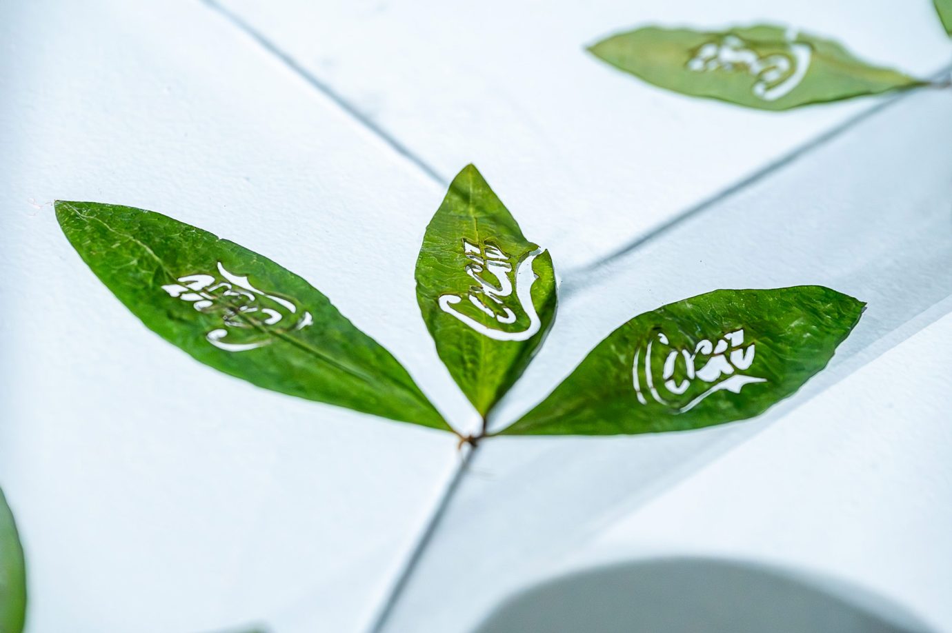 Coca i Nada Más - Exposición