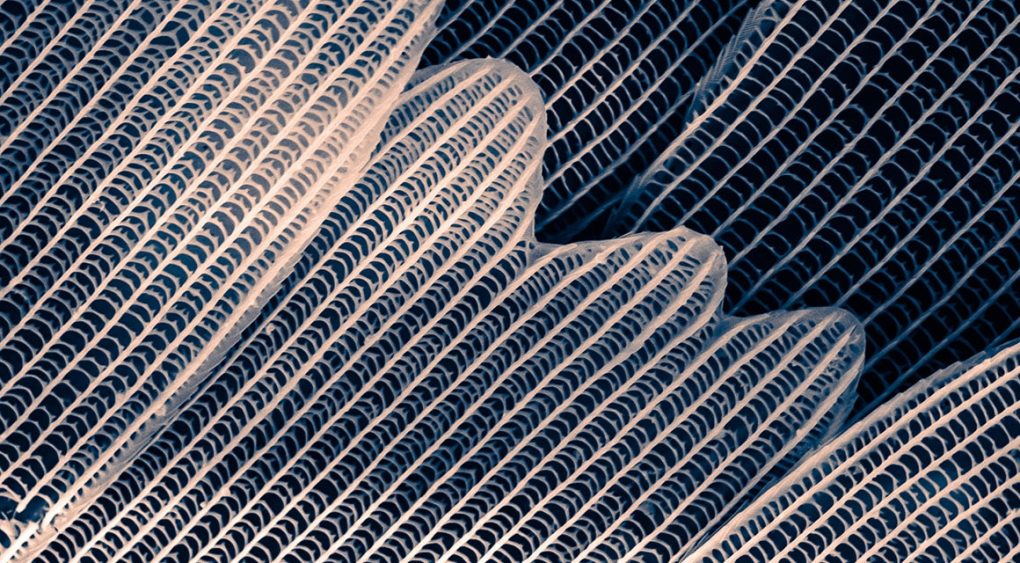 BBVA Biodiseño - Giovanna Danies y Departamento de Diseño