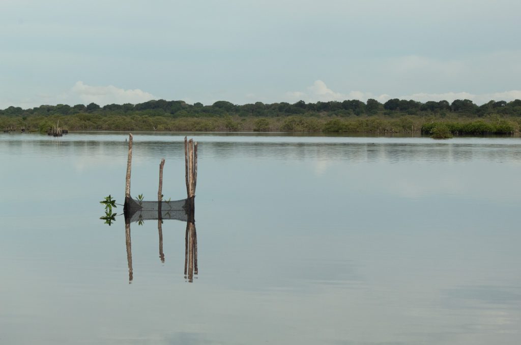Walking Trees - Laura Arango de la Torre