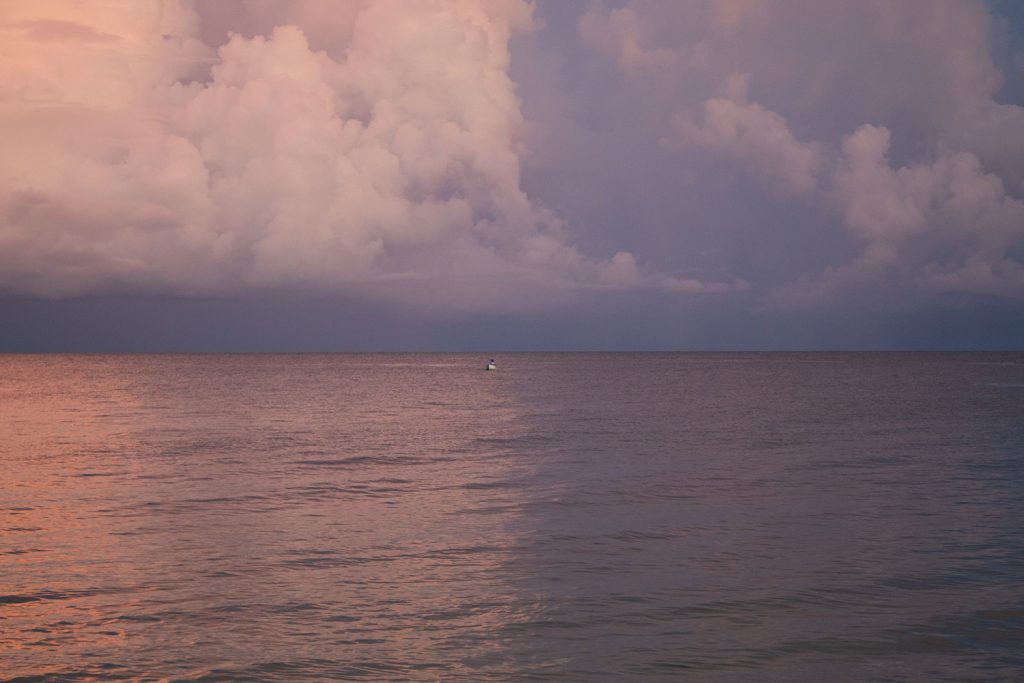 Walking Trees - Laura Arango de la Torre