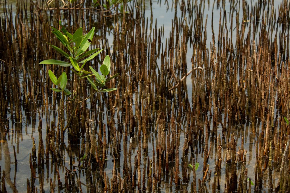 Walking Trees - Laura Arango de la Torre