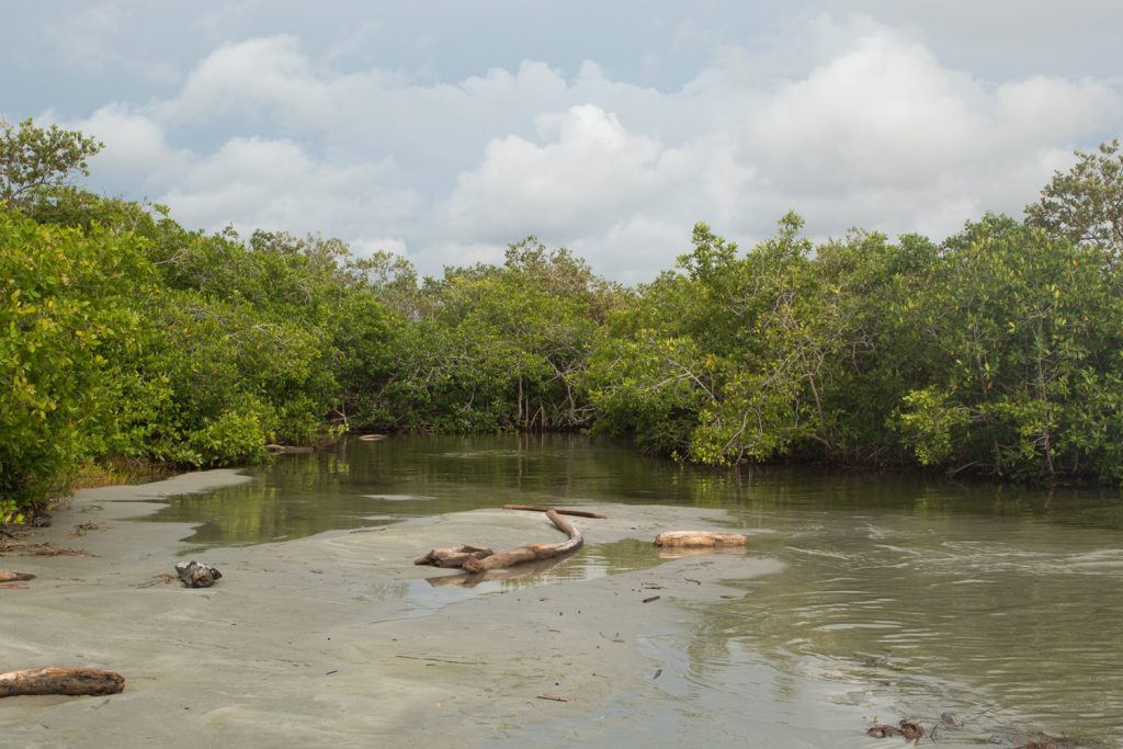 Walking Trees - Laura Arango de la Torre